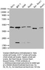 HTR3E Antibody