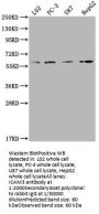 ICAM3 Antibody