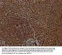ICAM3 Antibody