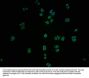 ICAM3 Antibody