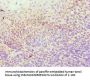ICOSLG Antibody