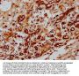 ID2 Antibody