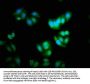 ID2 Antibody