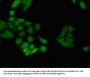 ID4 Antibody