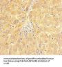 CHD4 Antibody