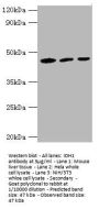 IDH1 Antibody