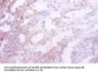 Idh1 Antibody