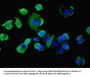 Idh1 Antibody