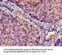 IDO1 Antibody