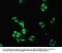 IDO1 Antibody