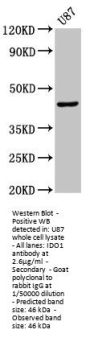 IDO1 Antibody