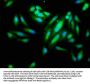 IDO1 Antibody