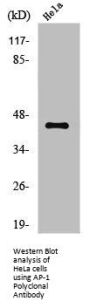 JUN Antibody