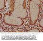 IFNA16 Antibody