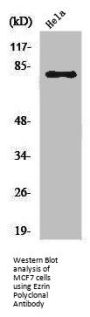 EZR Antibody