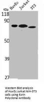 EZR Antibody