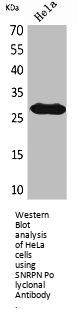 SNRPN Antibody