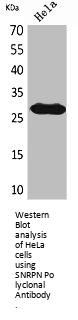 SNRPN Antibody