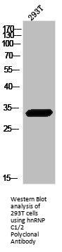 HNRNPC Antibody