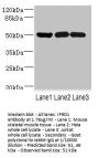 IFRD1 Antibody