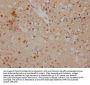 IFRD1 Antibody