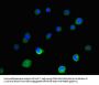 IGF2BP3 Antibody