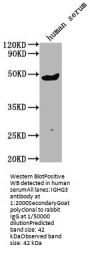 IGHG3 Antibody