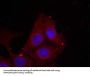 Phospho-GAP43 (Ser41) Antibody