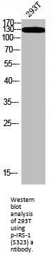 Phospho-IRS1 (S323) Antibody