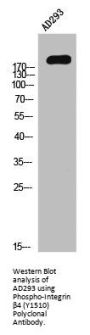 Phospho-ITGB4 (Y1510) Antibody
