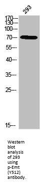 Phospho-ITK (Y512) Antibody