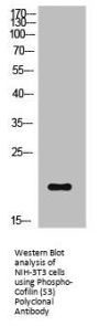 Phospho-CFL1 (S3) Antibody