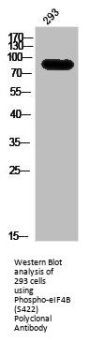 Phospho-EIF4B (S422) Antibody