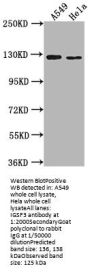 IGSF3 Antibody