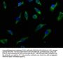 IL13RA1 Antibody