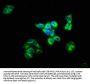IMPG2 Antibody