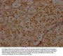 INTS10 Antibody