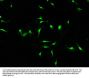 INTS10 Antibody