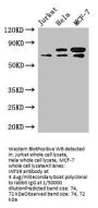 INTS9 Antibody