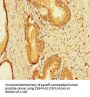 INTS9 Antibody