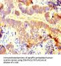 INTS9 Antibody