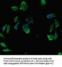 INTS9 Antibody