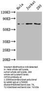 INTS9 Antibody