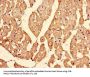 IPO13 Antibody