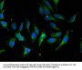 IPO13 Antibody