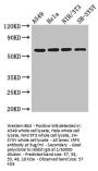 IRF5 Antibody