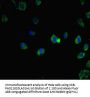 IRF5 Antibody