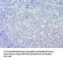IRF8 Antibody