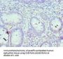 IRF8 Antibody