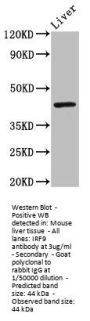 IRF9 Antibody